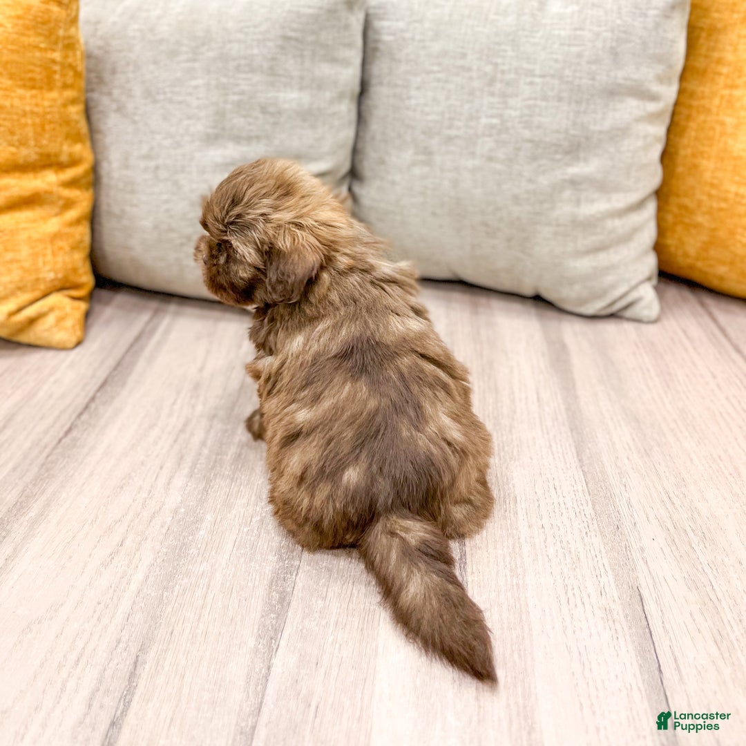 Shih Tzu dogs for sale: Skye - Ad 6