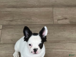 French Bulldog dogs - Ad 41