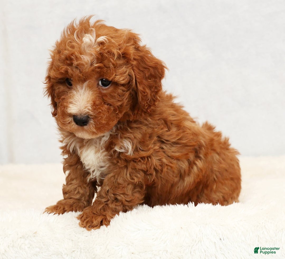 Bichpoo dogs for sale: Eric - Ad 7