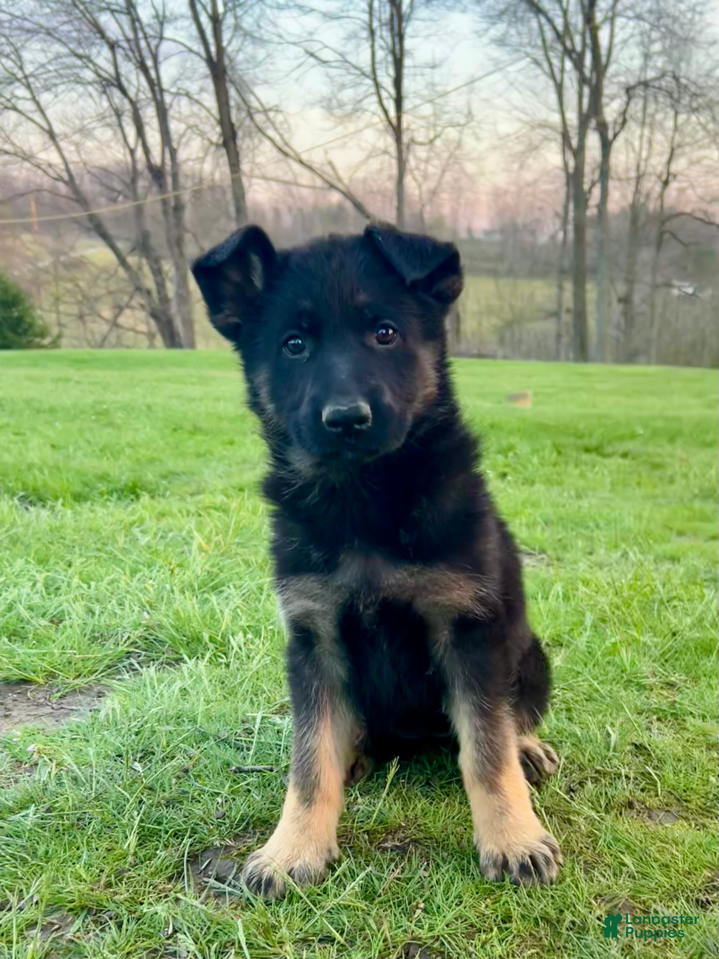 German Shepherd dogs Tikka  - Ad 1