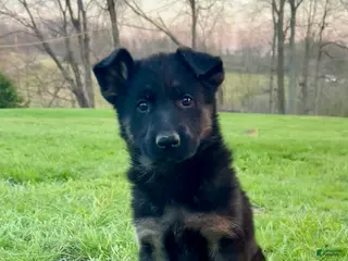 German Shepherd dogs for sale: Tikka - Ad 4