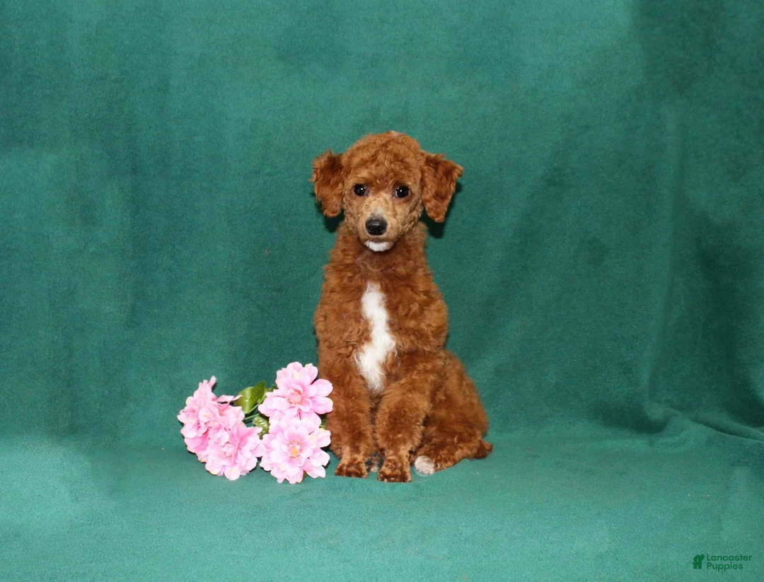 Miniature Poodle dogs for sale: Queenie - Ad 7
