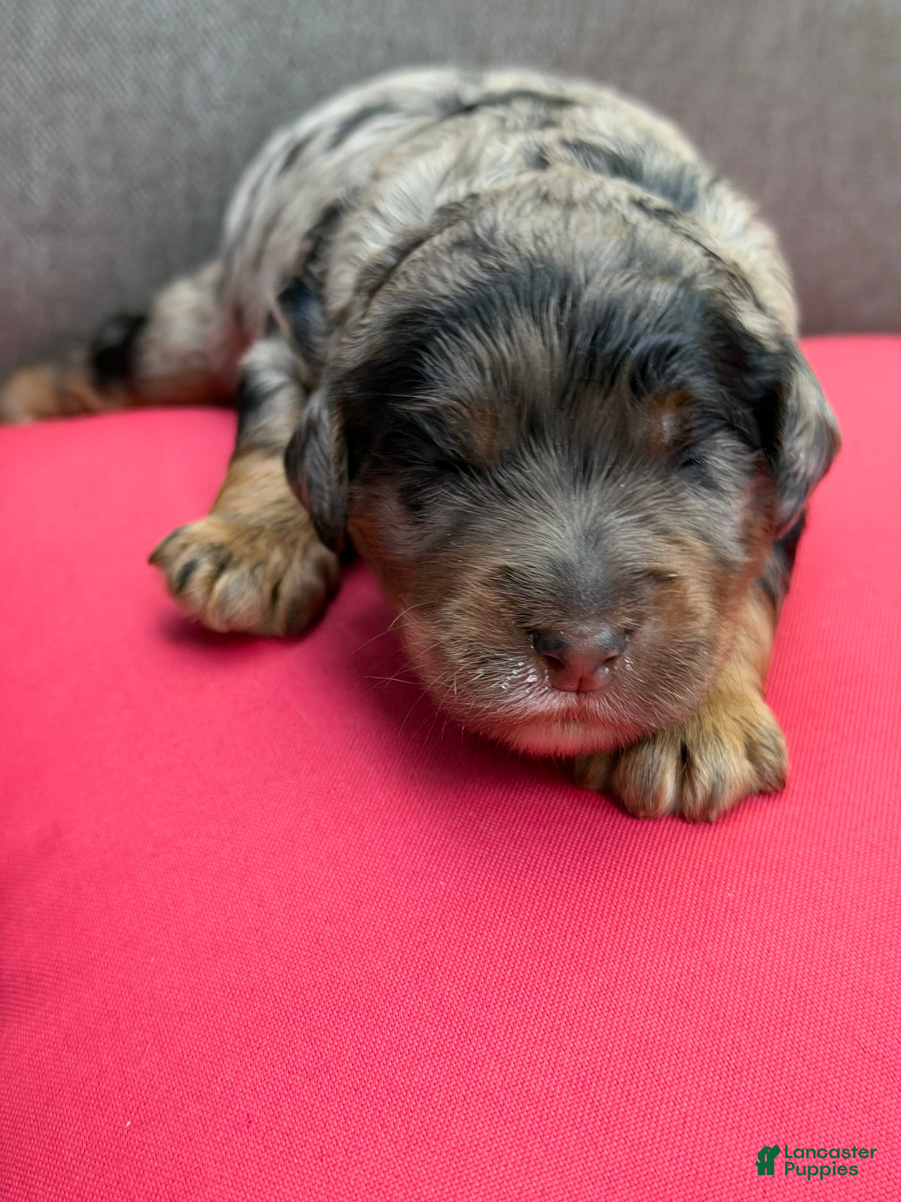 Mixed Breed dogs Henri Léo - Ad 2