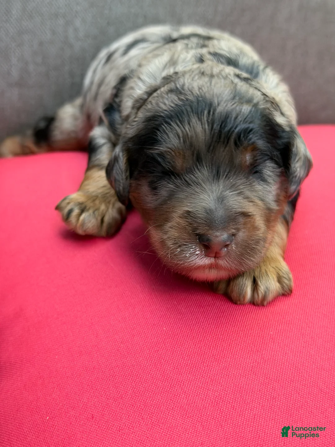 Mixed Breed dogs for sale: Henri Léo - Ad 2