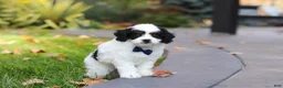 Cavapoo dogs for sale: Waylon - Ad 4