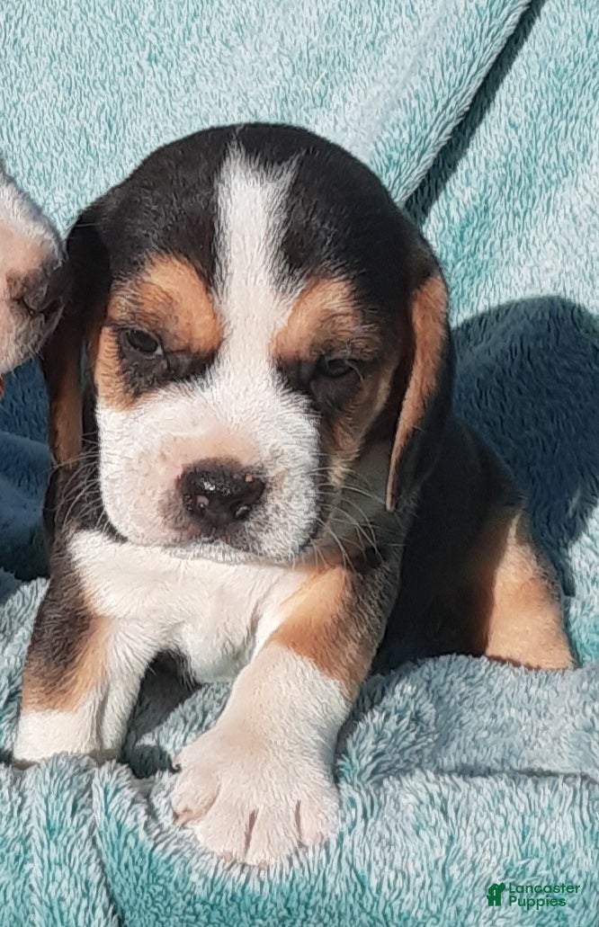Puggle dogs Puggle 1 - Ad 1