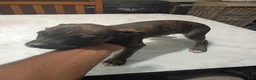 American Pit Bull Terrier dogs for sale: American Pit Bull Terrier 4 - Ad 3