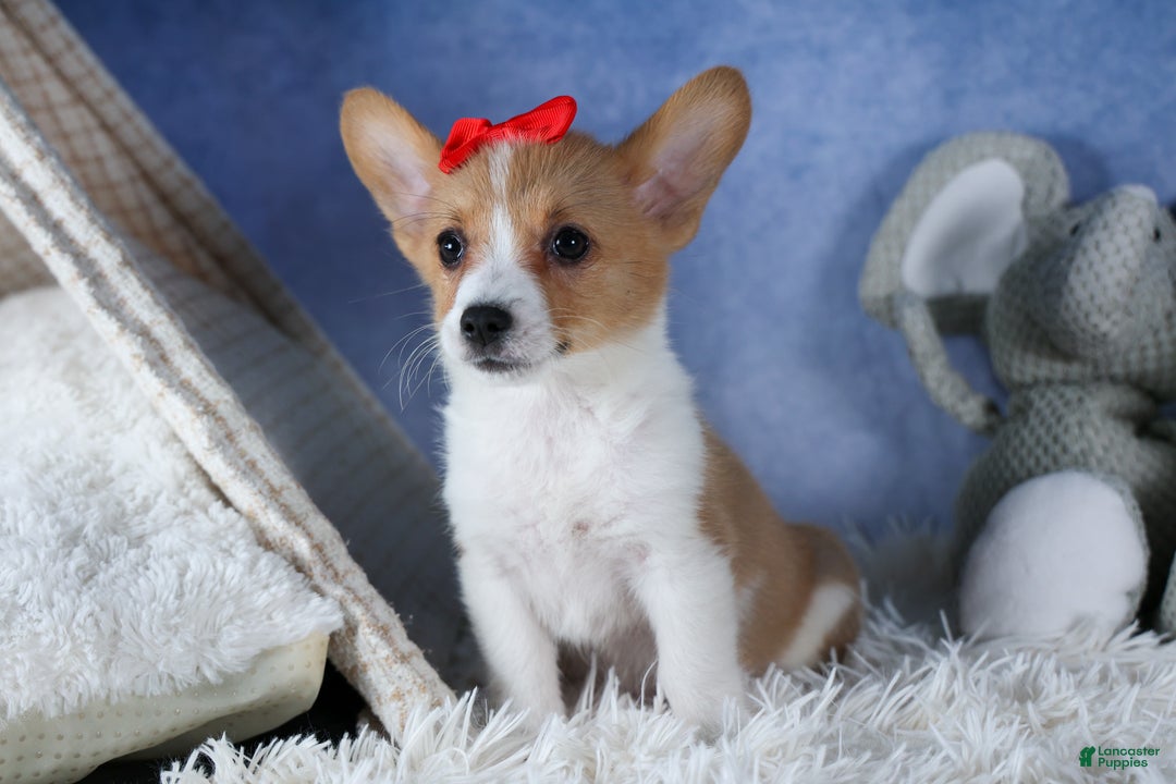 Welsh Corgi Pembroke dogs for sale: Lulu - Ad 5