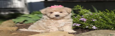 Cinnamon
