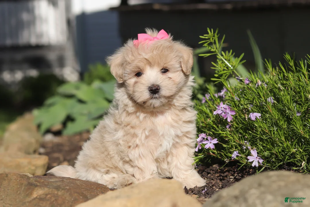 Maltipoo dogs for sale: Cinnamon - Ad 1