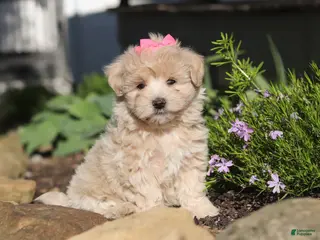 Maltipoo dogs for sale: Cinnamon - Ad 1