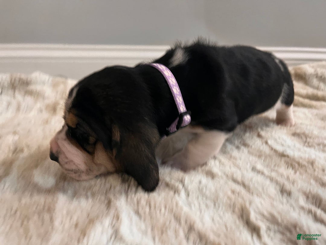 Basset Hound dogs for sale: Rhonda - Ad 6