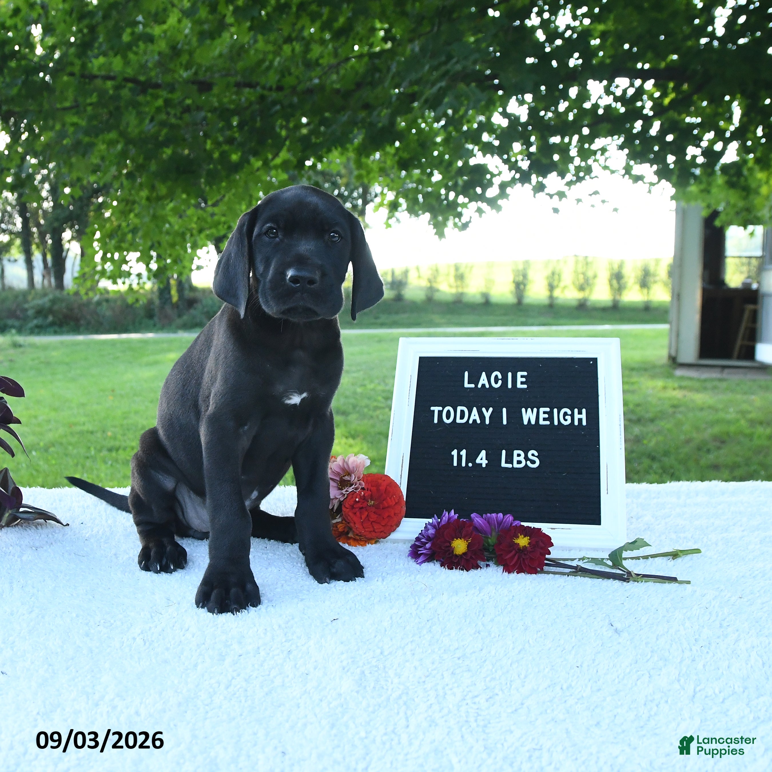 Great Dane dogs Lacie - Ad 2