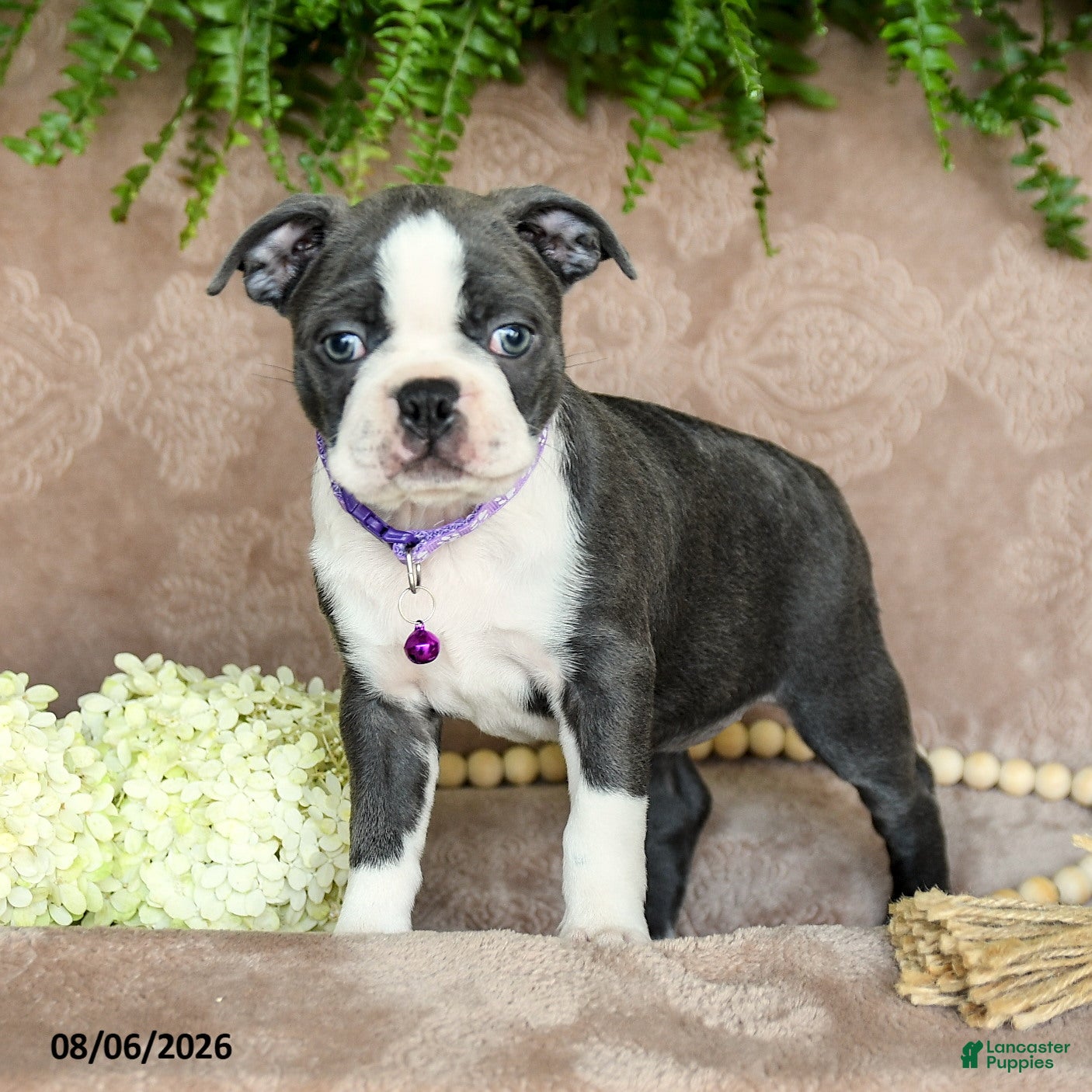 Boston Terrier dogs Roxy - Ad 2