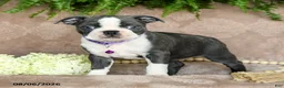 Boston Terrier dogs for sale: Roxy - Ad 2
