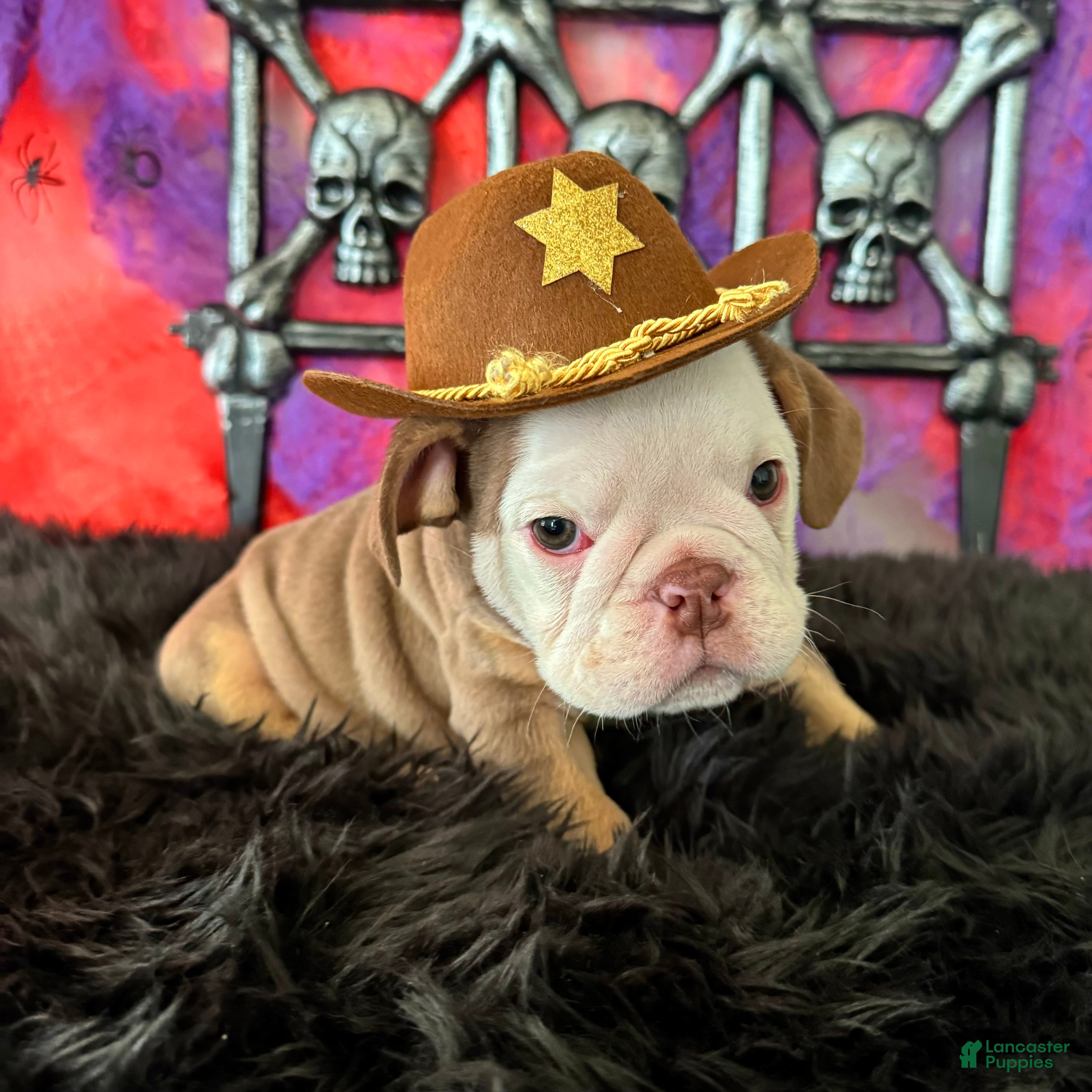 English Bulldog dogs for sale: Bonno - Ad 1