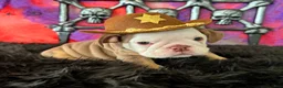 English Bulldog dogs for sale: Bonno - Ad 1