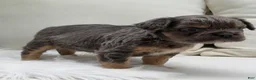 French Bulldog dogs for sale: Cash - Ad 7