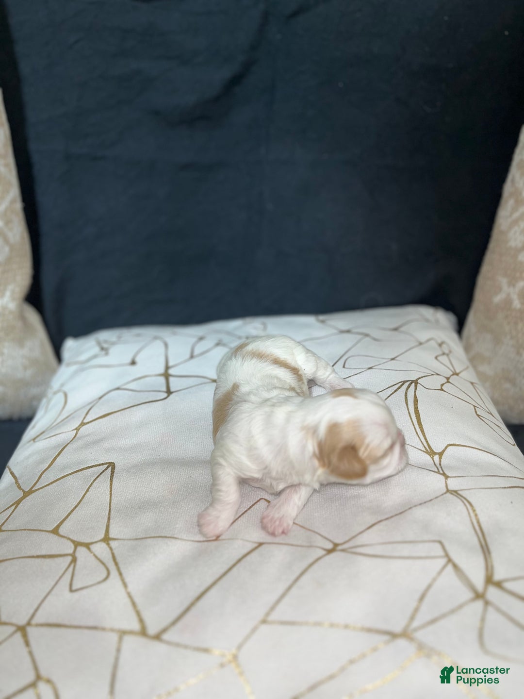 Shih Tzu dogs for sale: Daisy - Ad 5