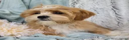 Shihpoo dogs for sale: Hudson - Ad 10