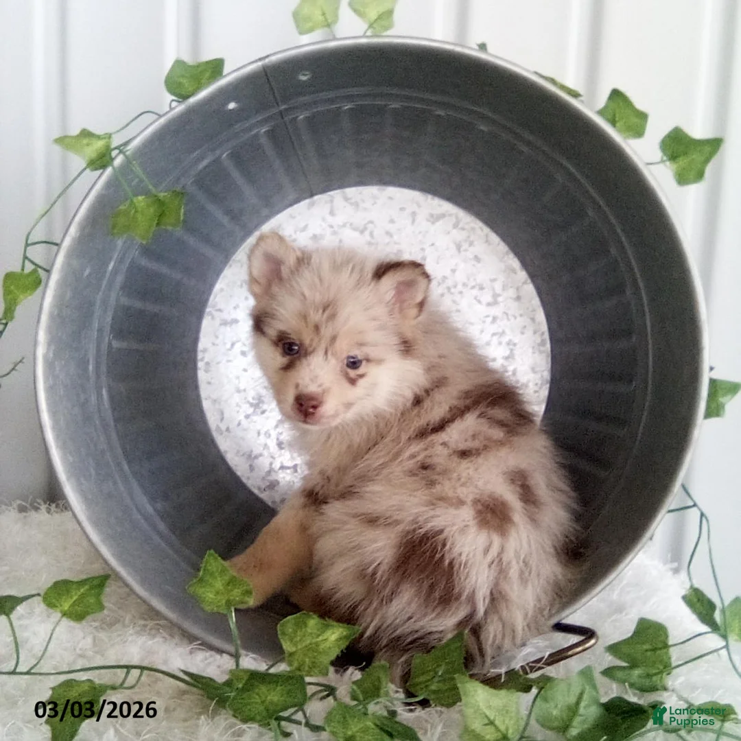 Pomsky dogs for sale: Marci - Ad 2