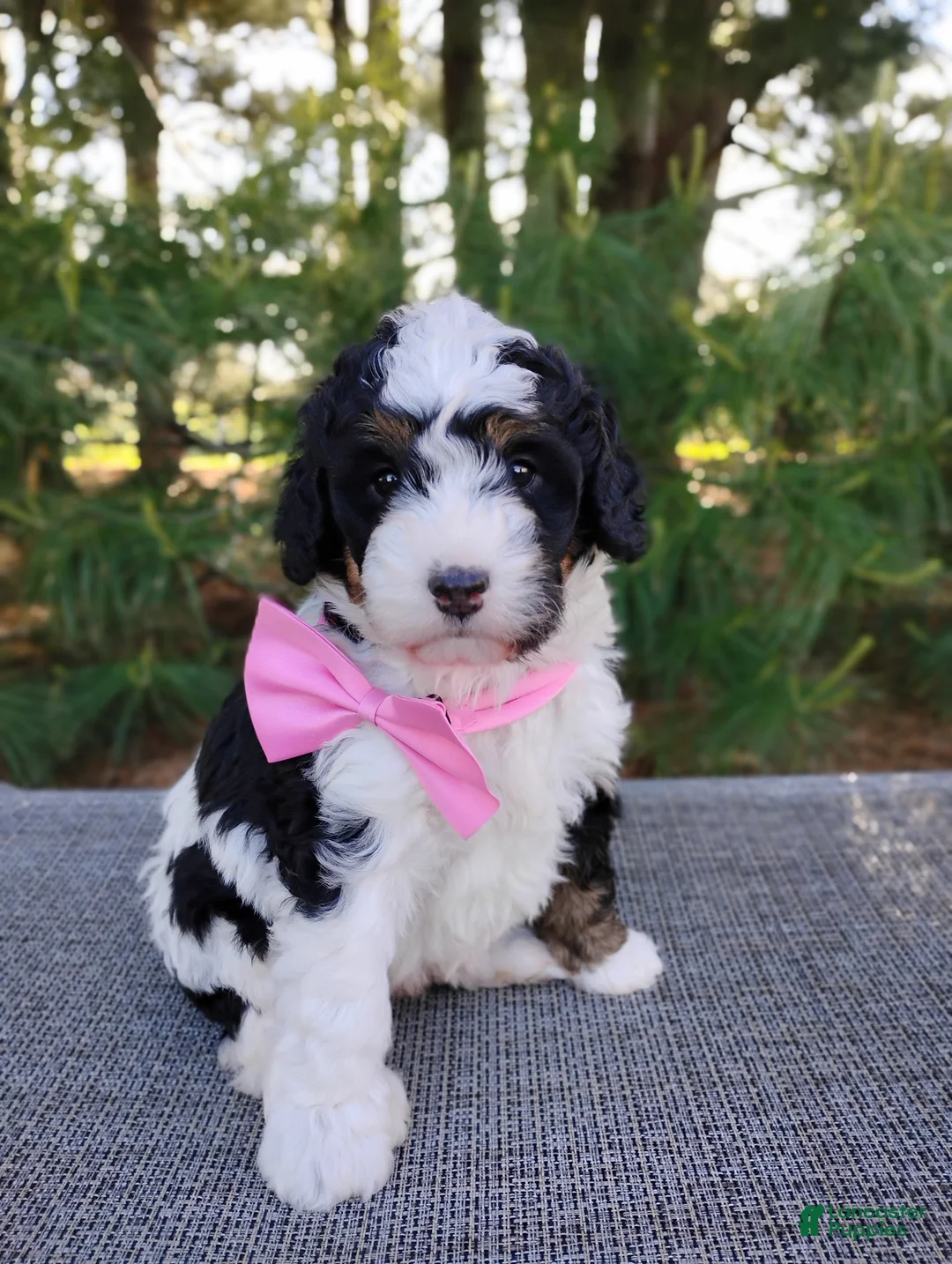 Bernedoodle dogs for sale: Isla  - Ad 2