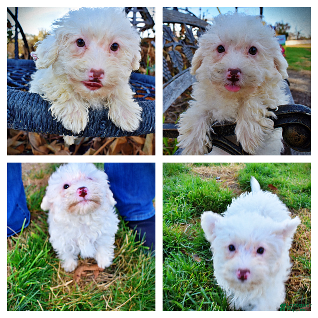 Havapoo dogs for sale: Queenie - Ad 1