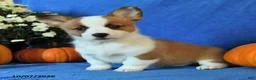 Welsh Corgi Pembroke dogs for sale: Keller - Ad 4