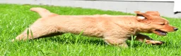 Golden Retriever dogs for sale: Axel - Ad 13