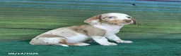 Miniature Dachshund dogs for sale: Rusty - Ad 4