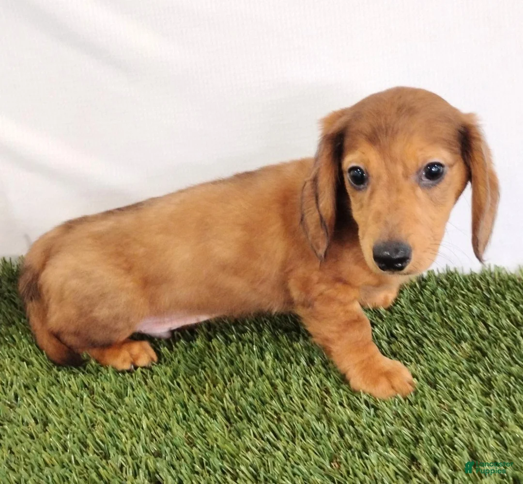 Miniature Dachshund dogs for sale: Peanut - Ad 4