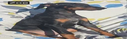 Doberman Pinscher dogs for sale: WEEKEND SPECIAL $500 OFF! Zoe - Ad 4