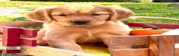 Golden Retriever dogs for sale: Goldenrod  - Ad 4