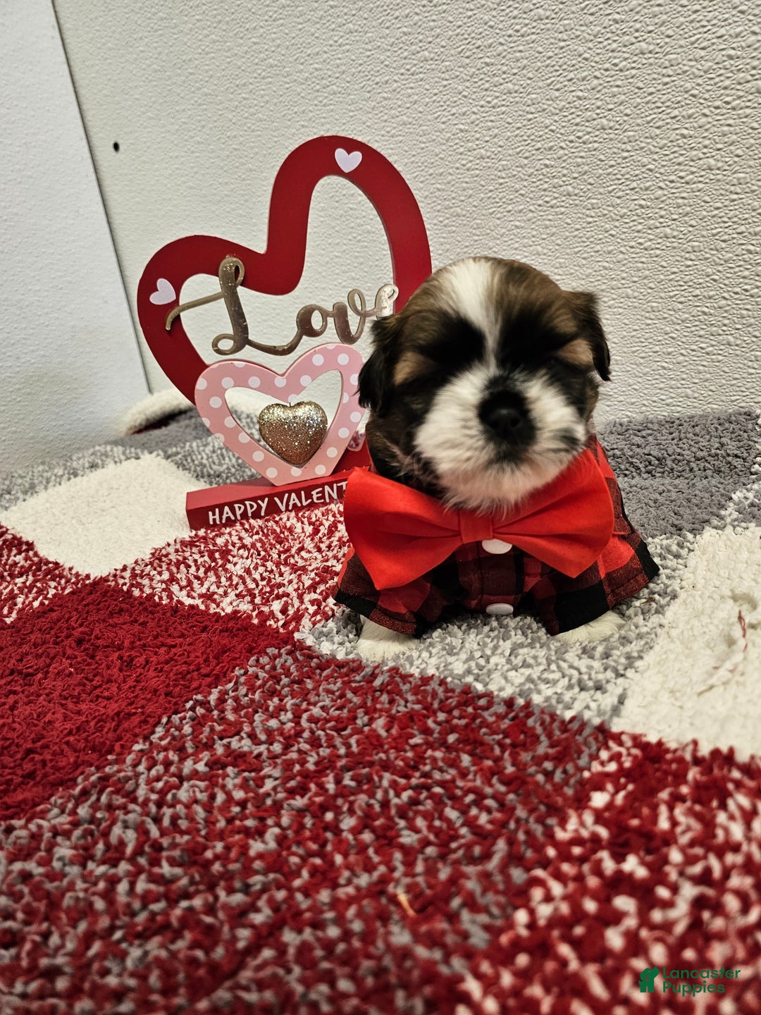 Shih Tzu dogs for sale: Nebo Ckc - Ad 1