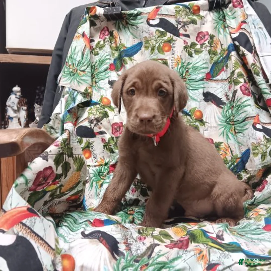 Labrador Retriever dogs for sale: Chocolate Lab – Male - Ad 1