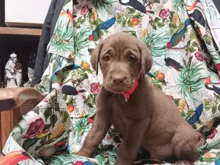 Labrador Retriever dogs Chocolate Lab – Male - Ad 42