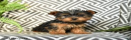 Yorkshire Terrier dogs for sale: Komet - Ad 2