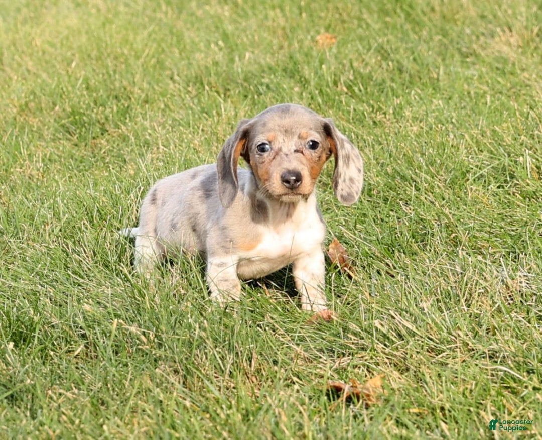 Miniature Dachshund dogs for sale: Mason - Ad 3
