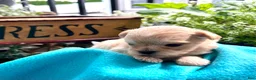 Pekapoo dogs for sale: Honeybun❤️ text or call to schedule a play date today🐾 - Ad 1