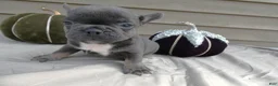 French Bulldog dogs for sale: French Bulldog 3 Brutis - Ad 5