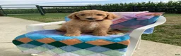 Goldendoodle dogs for sale: Lady-F1bb-Goldendoodle 3 - Ad 5