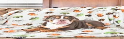 English Bulldog dogs for sale: Duke - Ad 4