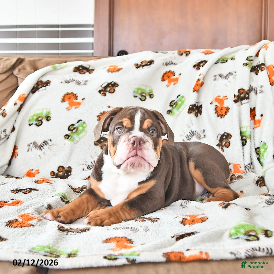 English Bulldog dogs for sale: Duke - Ad 4