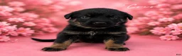 German Shepherd dogs for sale: German Shepherd 3 - Ad 1