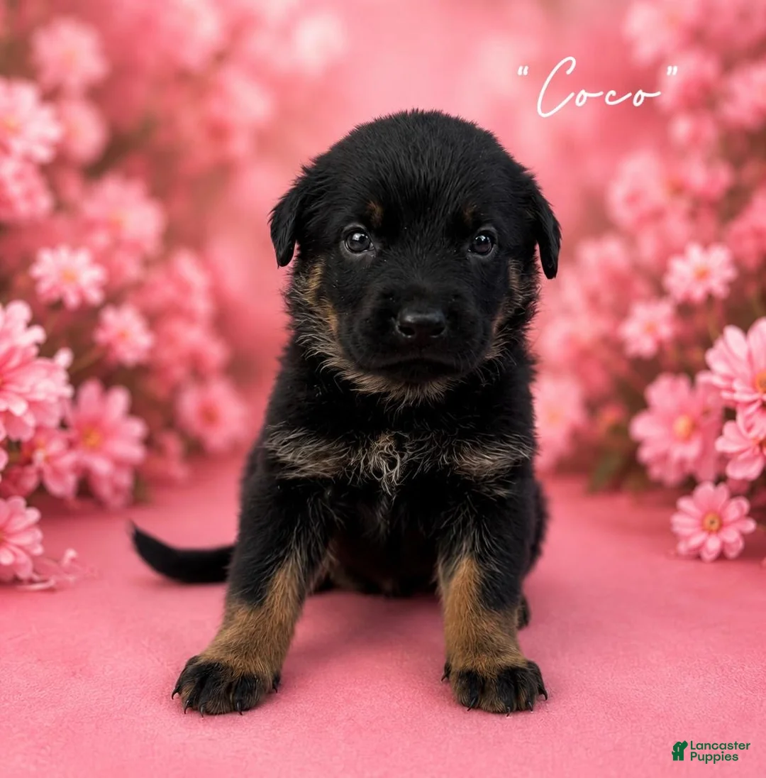 German Shepherd dogs for sale: German Shepherd 3 - Ad 1