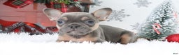 French Bulldog dogs for sale: Bingo - Ad 4
