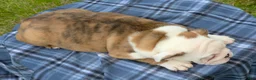 English Bulldog dogs for sale: Merle Female - Ad 7