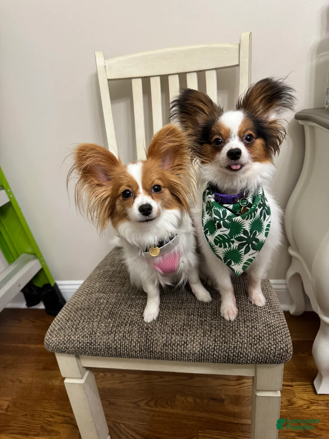 Papillon dogs for sale: Ember - Ad 10