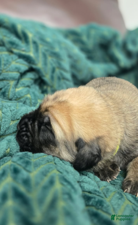 English Mastiff dogs Claus - Ad 2