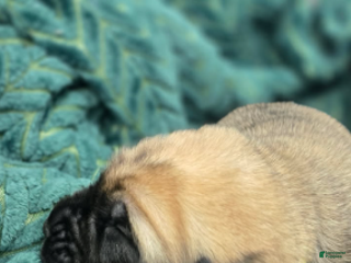 English Mastiff dogs Claus - Ad 2